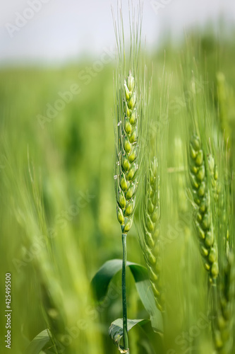 Wheat field. full of ripe grains, green ears of wheat or rye close up. with drops of dew. soft light effect. Rich harvest Concept. Stunning rural landscape. retro style. Label art design.