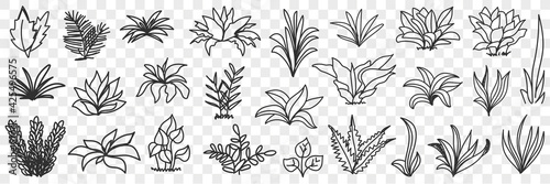 Leaves bunches on road natural pattern doodle set. Collection of hand drawn various growing leaves and plants bunches natural pattern isolated on transparent background 
