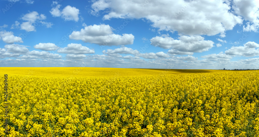 Beautiful panoramic view of blooming yelow canola field with perfect blue sky. Wonderful Agriculture concept. Rapeseed field in sunny day. Spring countryside. Harvest concept. Amazing nature landscape