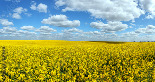 Beautiful panoramic view of blooming yelow canola field with perfect blue sky. Wonderful Agriculture concept. Rapeseed field in sunny day. Spring countryside. Harvest concept. Amazing nature landscape © jenyateua