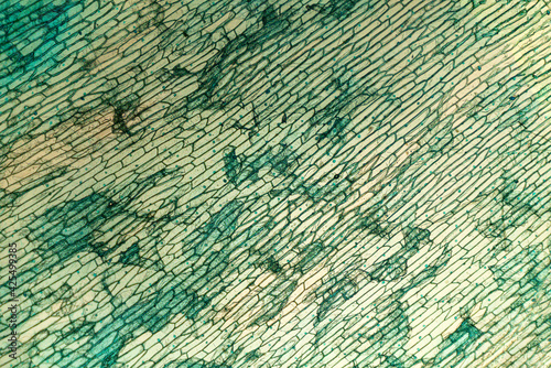 Onion epidermis, seen under high magnification microscope. 