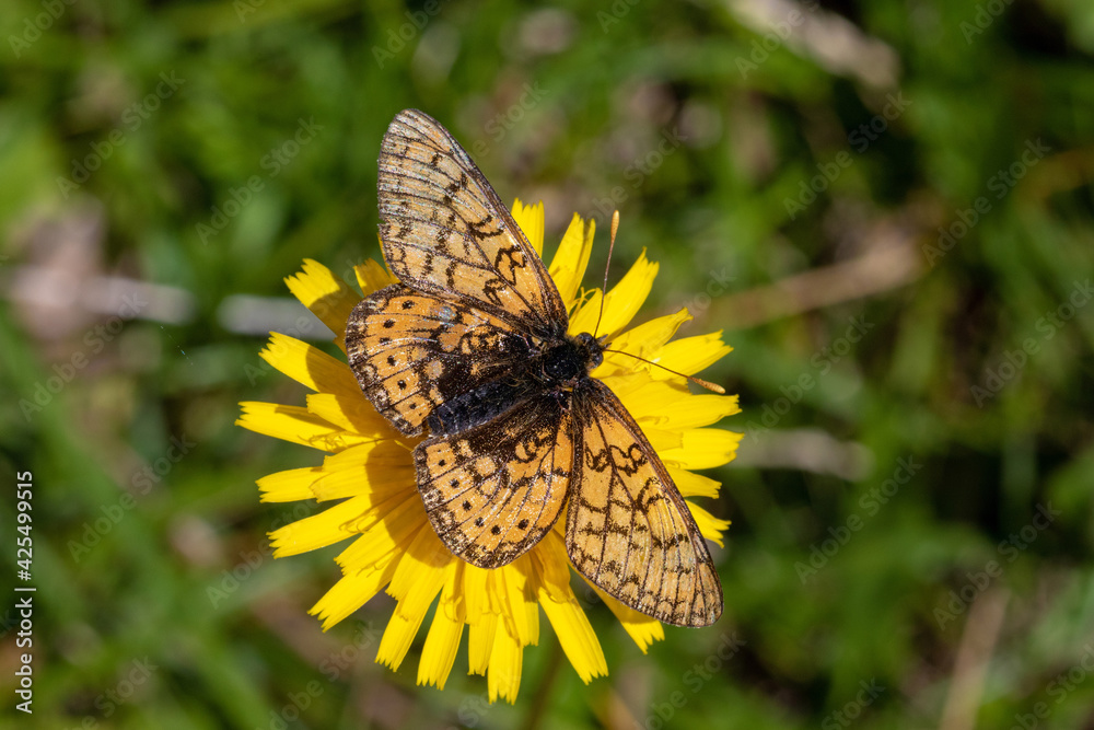 The marsh fritillary (Euphydryas aurinia) on the flowers on the grassland The marsh fritillary (Euphydryas aurinia) on the flowers on the grassland
