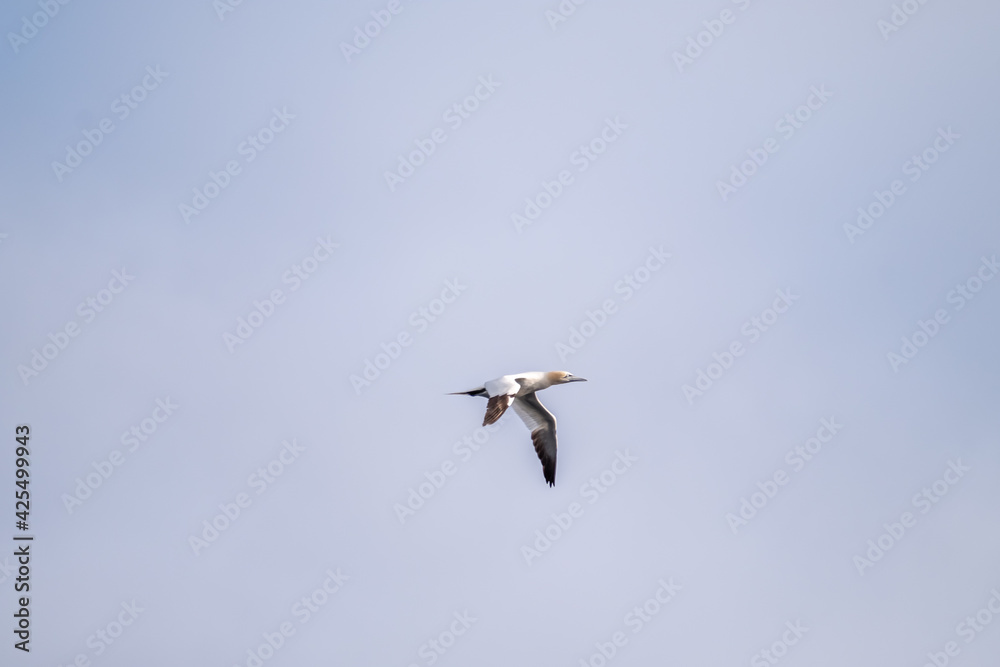 Gannet in Flight - County Donegal - Republic of Ireland Gannet in Flight - County Donegal - Republic of Ireland