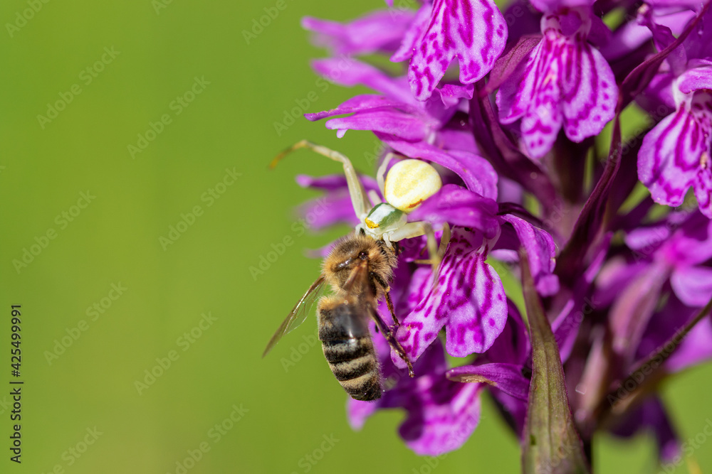 Close-up of the crab spider with prey on the orchid flower Close-up of the crab spider with prey on the orchid flower