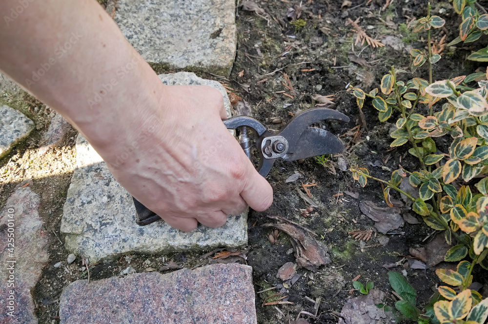 Obraz premium Hands of a woman working in a garden in early spring