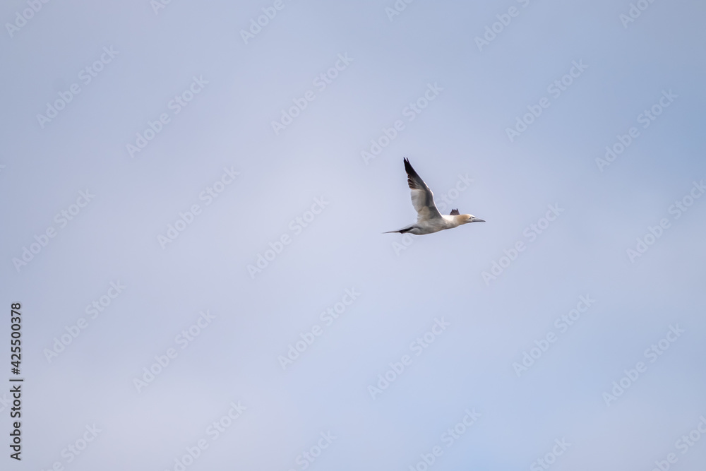 Obraz premium Gannet in Flight - County Donegal - Republic of Ireland