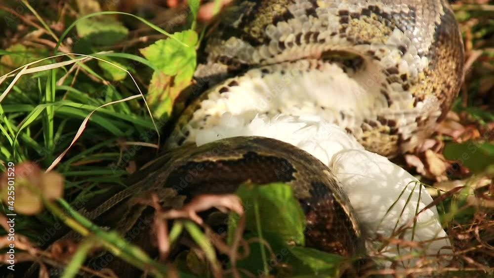 Close-up of a large spotted python snake in the grass, swallowing its prey. Boa constrictor eats chicken. The largest snake in the wild. Close-up of a large spotted python snake in the grass, swallowing its prey. Boa constrictor eats chicken. The largest snake in the wild.