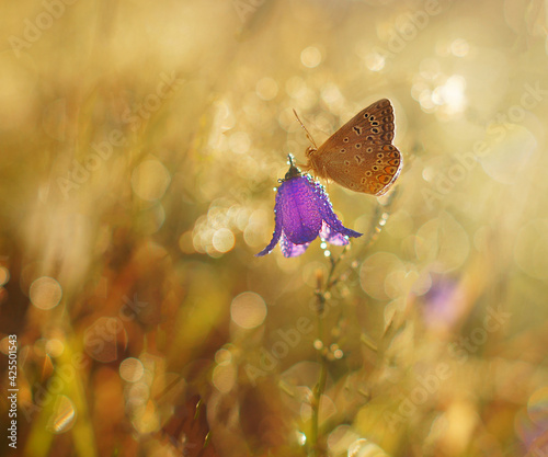 the butterfly on the flower