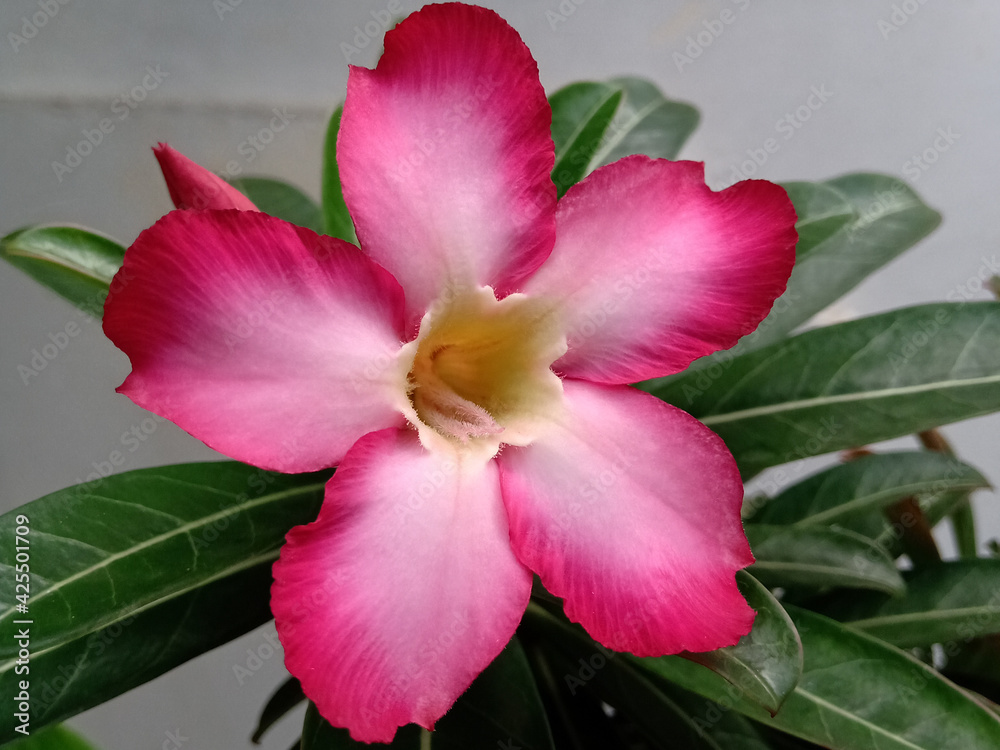 Naklejka premium pink hibiscus flower
