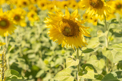 field of blooming yellow sunflowers in the summer season in sunflowers farm and other flowers