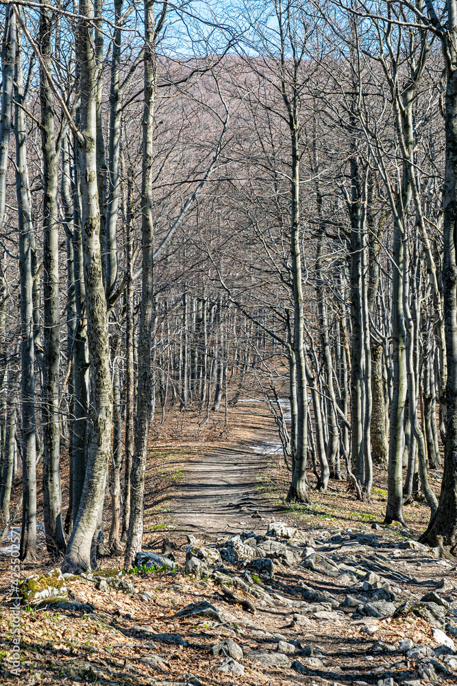 Tourist path and deciduous tree alley, Klak hill, Slovakia Tourist path and deciduous tree alley, Klak hill, Slovakia