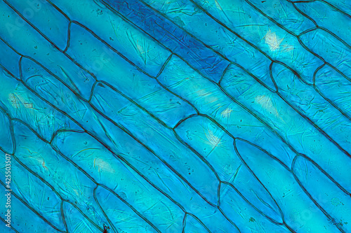 Onion epidermis blue-stained, seen under high magnification microscope.  photo