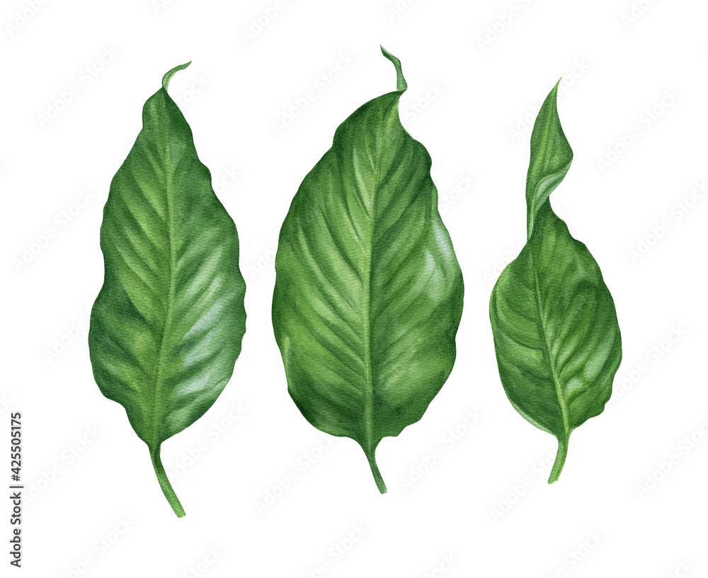 Watercolor spathiphyllum leaves. Tropical greenery Watercolor spathiphyllum leaves. Tropical greenery