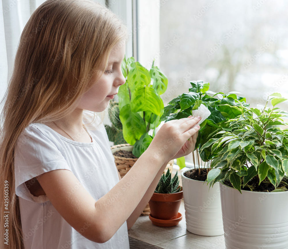 Little girl wipes the leaves of houseplants Little girl wipes the leaves of houseplants
