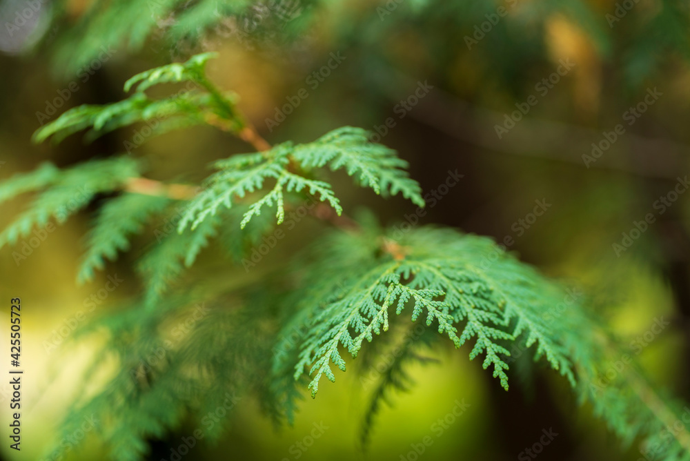 A close of the leaves of a cedar tree