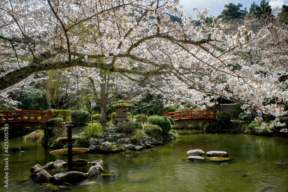 満開の桜の打吹公園（鳥取県倉吉市）
