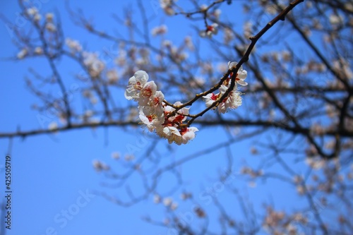 Beautiful cherry blossoms and blue sky