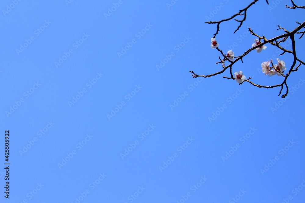 Beautiful cherry blossoms and blue sky Beautiful cherry blossoms and blue sky