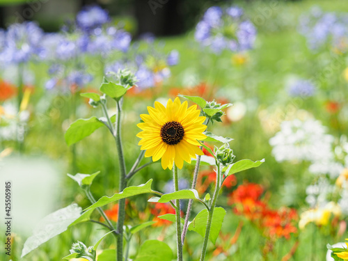 小さな向日葵の花