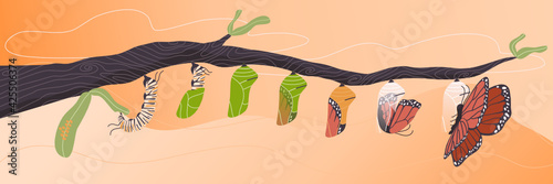 Flat style vector cartoon  illustration of butterfly life cycle. Stage of evolution Eggs,caterpillar larva, pupa. Beautiful wing insect transformation on branch.