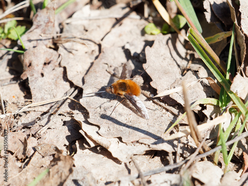 Bombylius major or Large bee-fly sunbathing on dead leaf in springtime photo