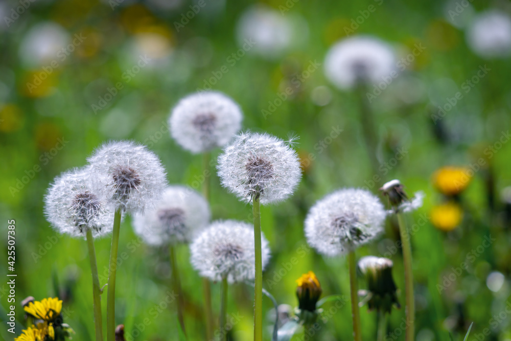 Dandelion flower in green grass. Dandelion flower in green grass.