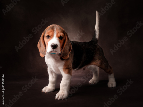 studio portrait of a puppy, beagle puppy © Евгений Васильев