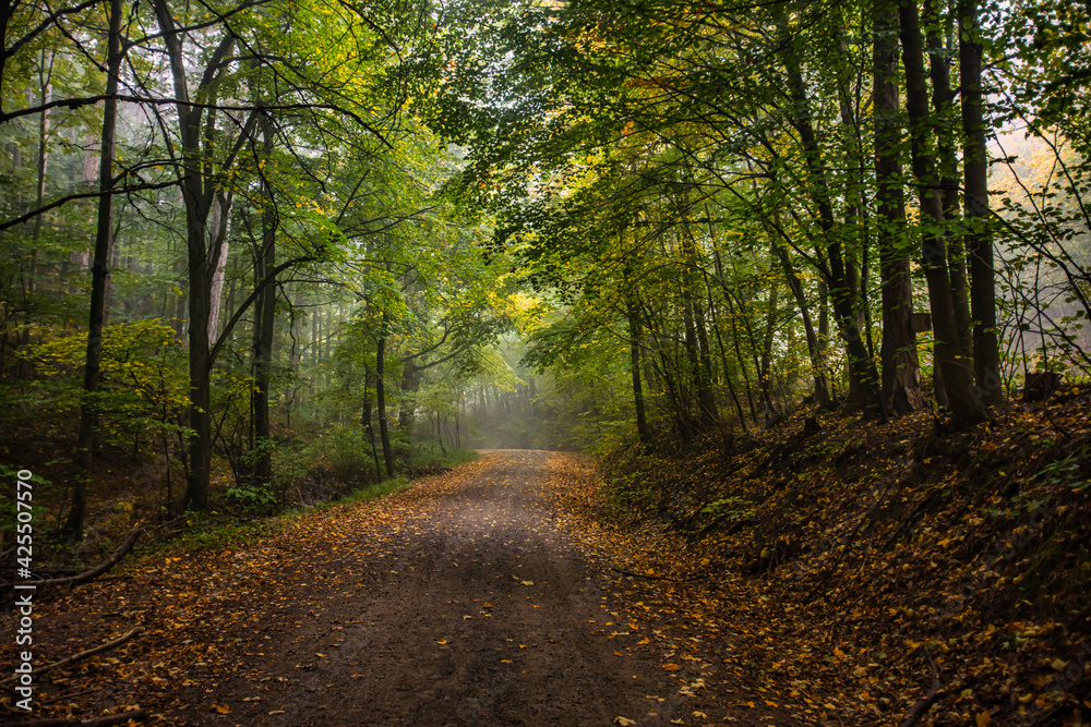 path in green forest on misty morning