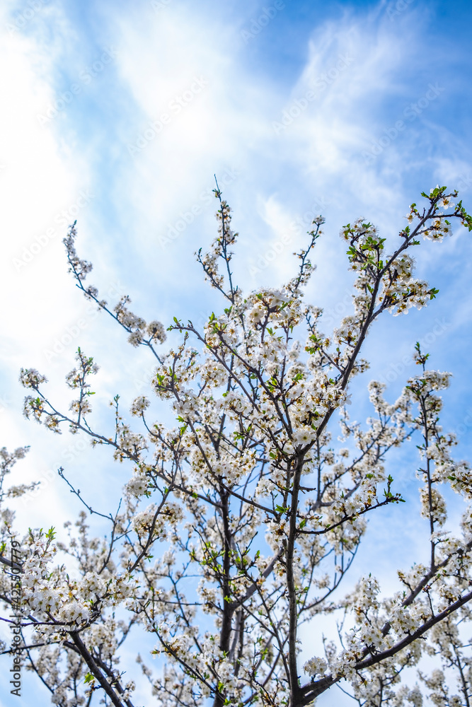 trees blooming with white flowers in springtime trees blooming with white flowers in springtime
