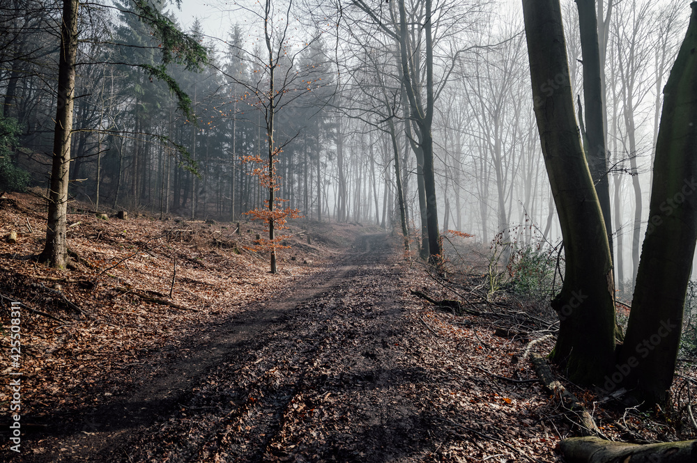 Fototapeta premium Nebel im herbstlichen Teutoburger Wald.