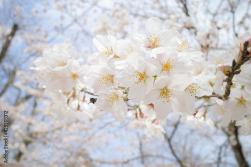 満開の桜（打吹公園・鳥取県倉吉市）