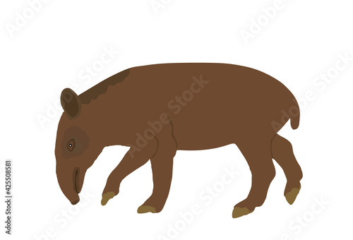 Tapir vector illustration isolated on white background. Tapirus Central and South America animal. Asian animal, like a pig.