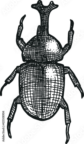 カブトムシ