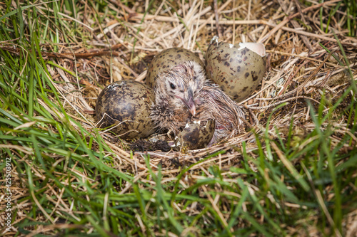 Close up of a nest of a Herring Gull (Larus argentatus) with 2 eggs and a newborn chick