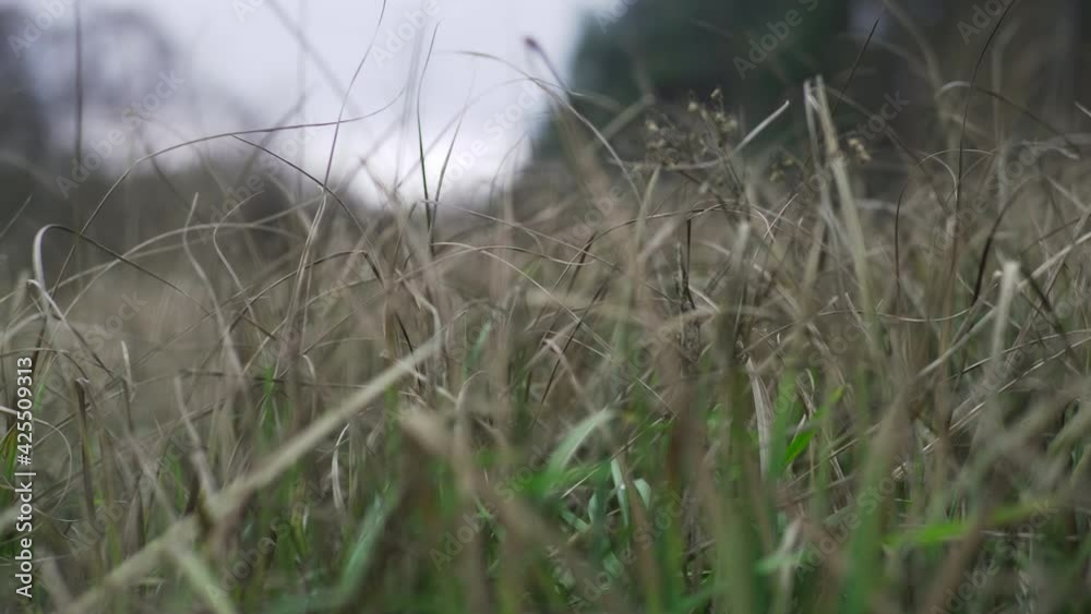 Mixed dry and green grass, when winter is warm, springtime comes