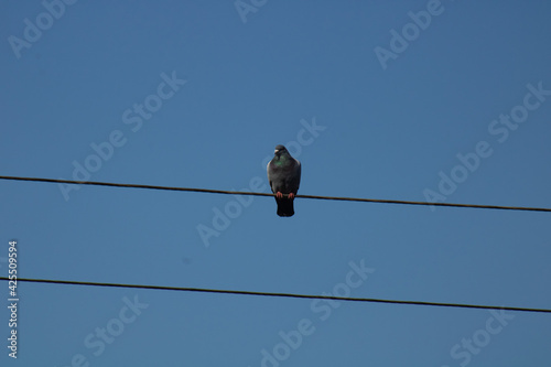 bird on a wire © Остап Меньок