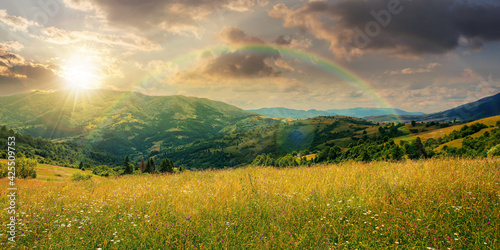 rural landscape with blooming grassy meadow at sunset. beautiful nature scenery of carpathian mountains in evening light. fluffy clouds on the blue sky