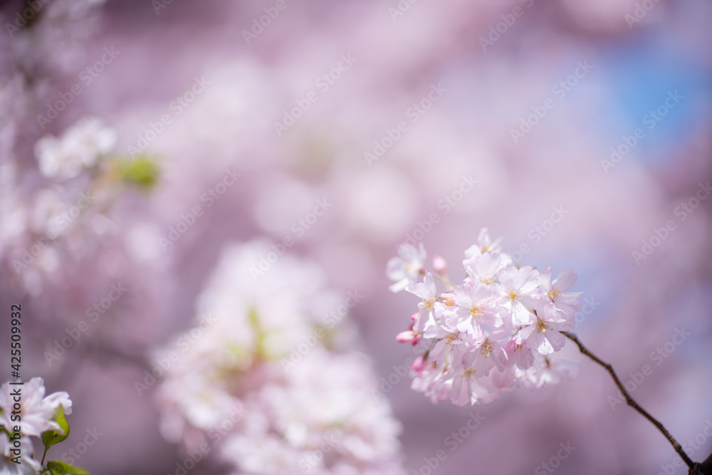 風に揺られる桜の花　花見のイメージ　リラックスした雰囲気　BGM用素材
