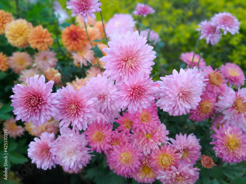 Pink Dahlia flower. Dahlia flower garden