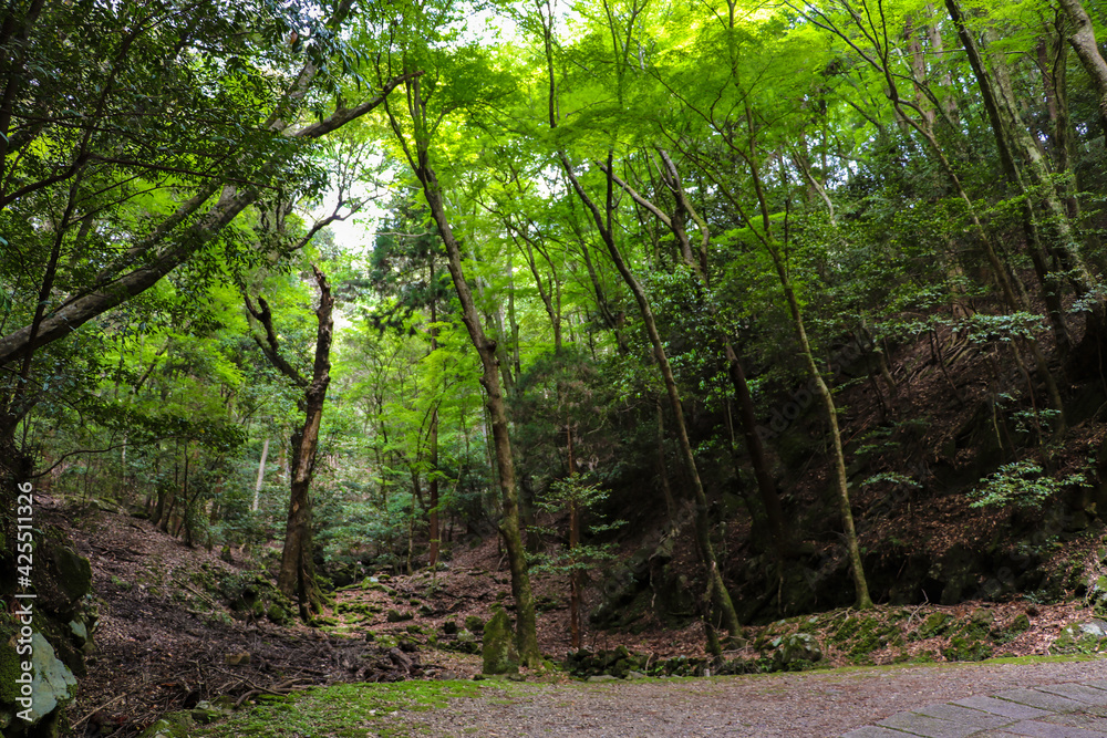 奈良・春日山原始林 奈良・春日山原始林