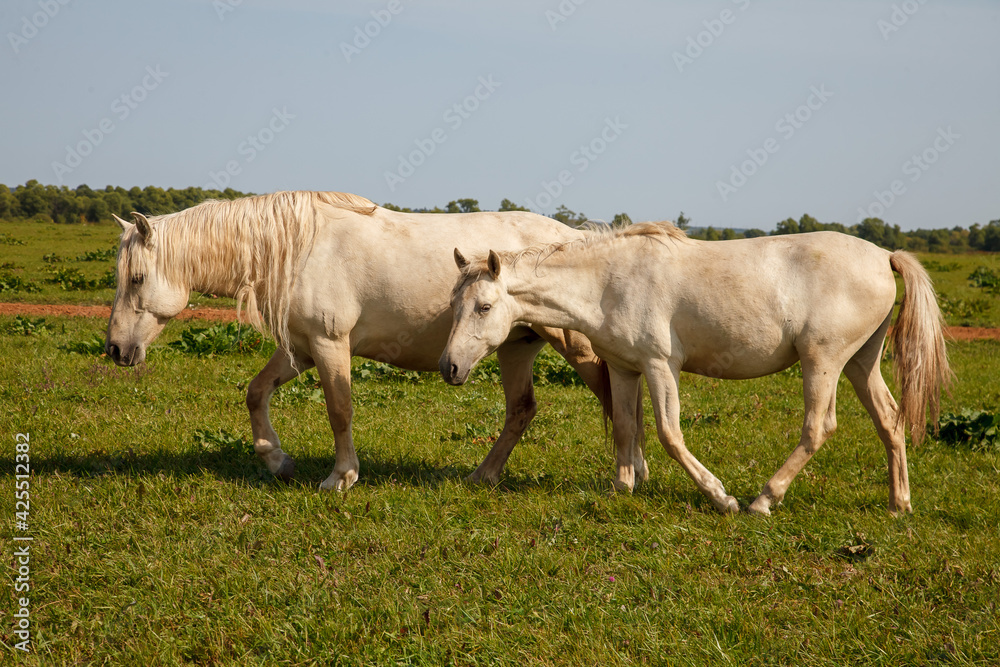 Horses grazing in the pasture at a horse farm