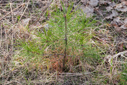 Tiny young pine among the withered grass in forest
