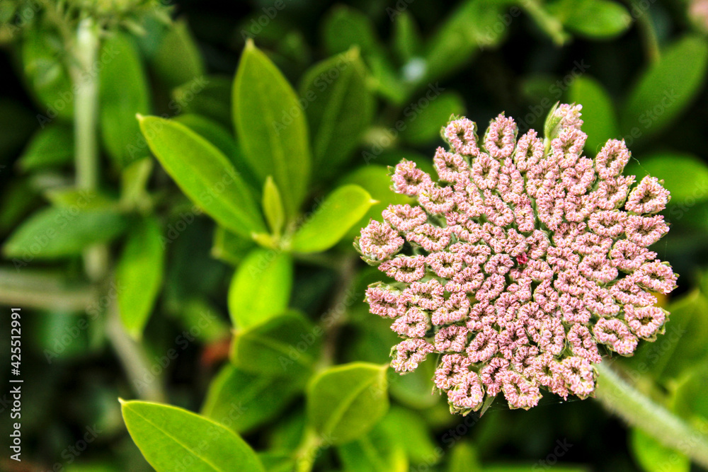 Beautiful Daucus Carota flower in Spring Beautiful Daucus Carota flower in Spring
