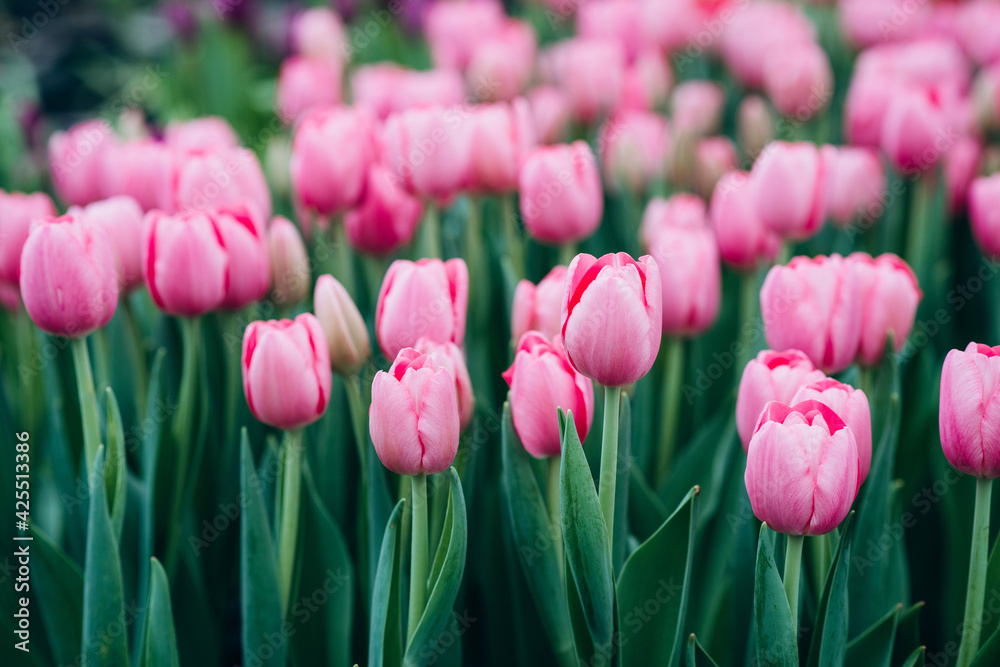 Group of pink tulips in the field. Spring blurred background, postcard. Bouquet for Mother's Day, Women's Day, holiday. Soft selective focus, defocus. Copy space.