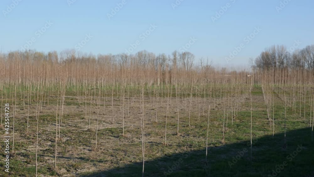 Large Forest with many Dry Trees with very Thin Trunk Large Forest with many Dry Trees with very Thin Trunk