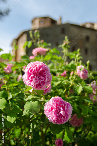 pink roses in a garden