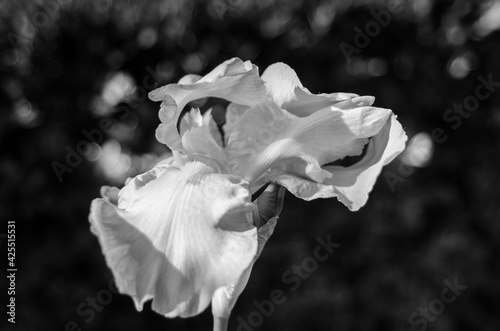 white iris in the garden