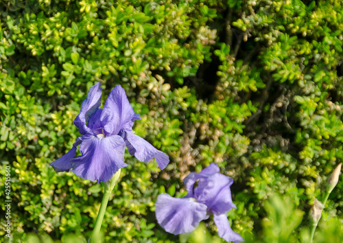 blue iris in the garden
