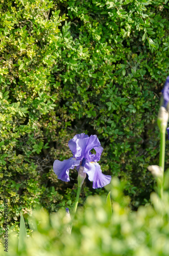 Iris in the garden
