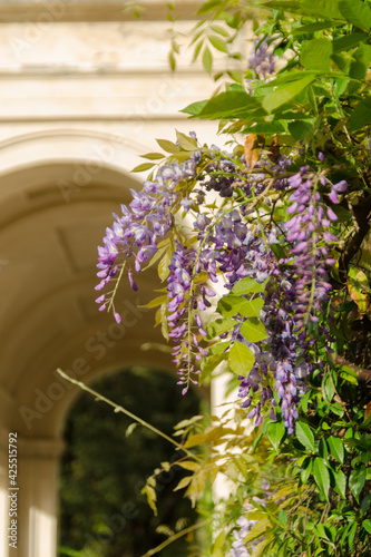Glicinia flowers in the garden